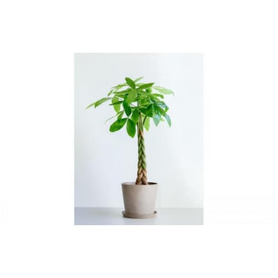 【鉢付き】パキラ ねじり L【鉢:トープ】