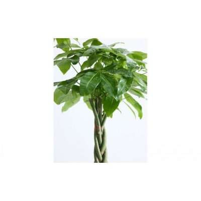 【鉢付き】パキラ ねじり Mサイズ【鉢:ブラック】