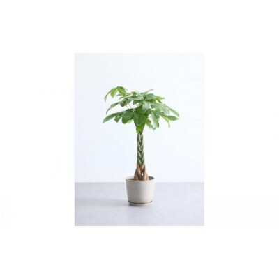 【鉢付き】パキラ ねじり Mサイズ【鉢:トープ】