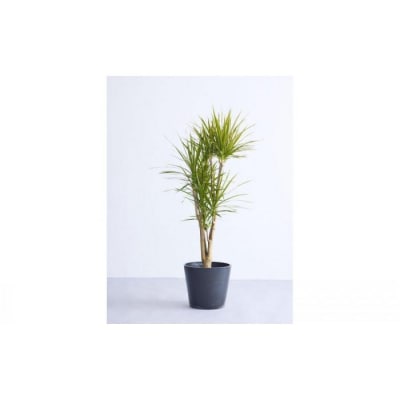 【鉢付き】ドラセナ・コンシンネ Lサイズ【鉢:ブラック】