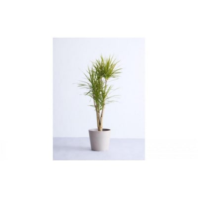 【鉢付き】ドラセナ・コンシンネ Lサイズ【鉢:トープ】