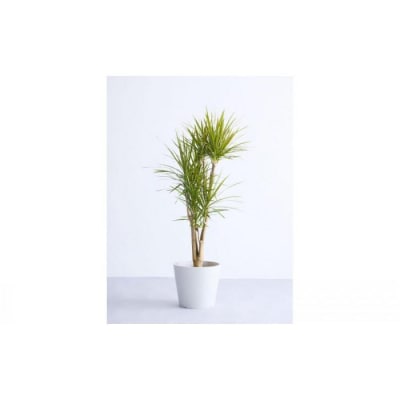 【鉢付き】ドラセナ・コンシンネ Lサイズ【鉢:ホワイトグレー】