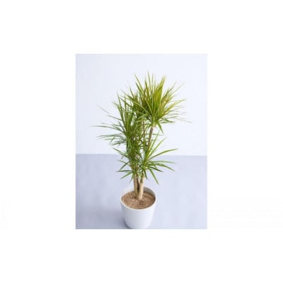 【鉢付き】ドラセナ・コンシンネ Lサイズ【鉢:ホワイトグレー】