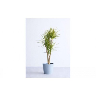 【鉢付き】ドラセナ・コンシンネ Lサイズ【鉢:ブルーグレー】