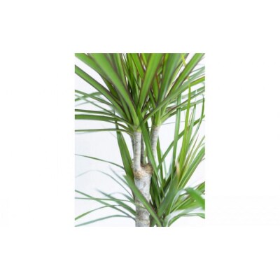 【鉢付き】ドラセナ・コンシンネ Mサイズ【鉢:ホワイトグレー】