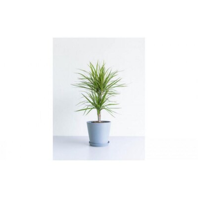 【鉢付き】ドラセナ・コンシンネ Mサイズ【鉢:ブルーグレー】