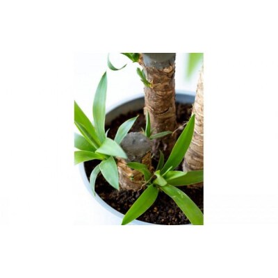 【鉢付き】ユッカ・エレファンティペス Lサイズ【鉢:ブラック】