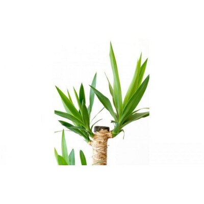 【鉢付き】ユッカ・エレファンティペス Lサイズ【鉢:ブルーグレー】