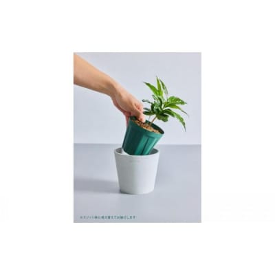 【鉢付き】コーヒーの木 テーブルMサイズ【鉢:ブラック】