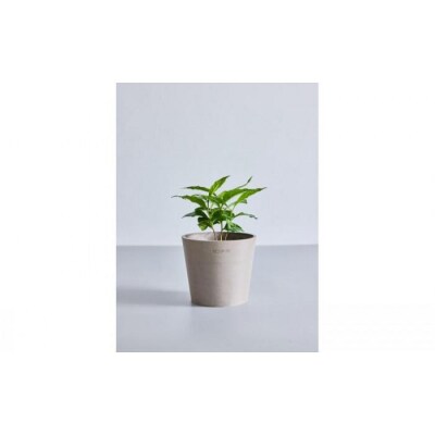 【鉢付き】コーヒーの木 テーブルMサイズ【鉢:トープ】