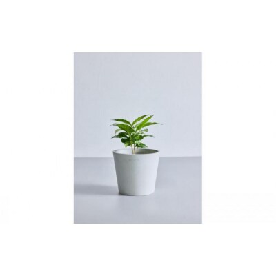 【鉢付き】コーヒーの木 テーブルMサイズ【鉢:ホワイトグレー】