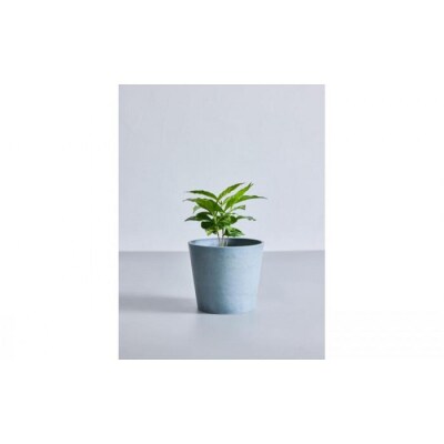 【鉢付き】コーヒーの木 テーブルMサイズ【鉢:ブルーグレー】