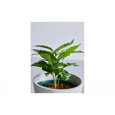 【鉢付き】コーヒーの木 テーブルMサイズ【鉢:ブルーグレー】