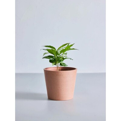 【鉢付き】コーヒーの木 テーブルMサイズ【鉢:テラコッタ】