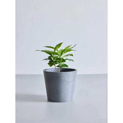 【鉢付き】コーヒーの木 テーブルMサイズ【鉢:グレー】