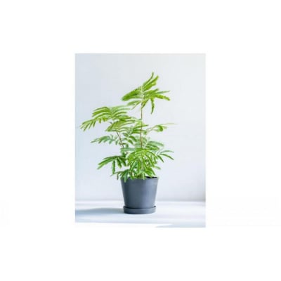 エバーフレッシュ Sサイズ 鉢付き観葉植物 ブラック