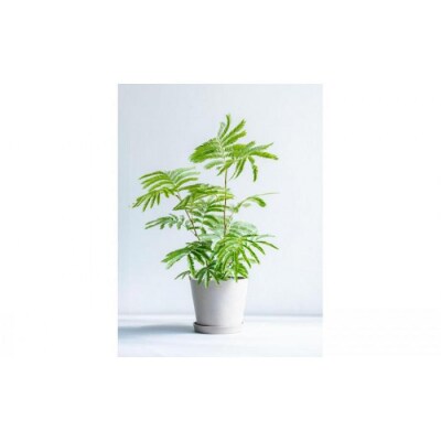 エバーフレッシュ Sサイズ 鉢付き観葉植物 トープ