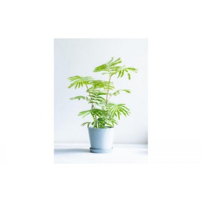 エバーフレッシュ Sサイズ 鉢付き観葉植物 ブルーグレー