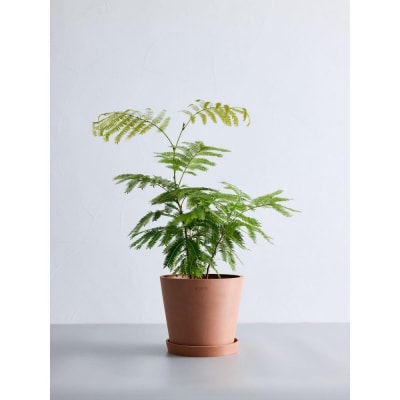 エバーフレッシュ Sサイズ 鉢付き観葉植物 テラコッタ