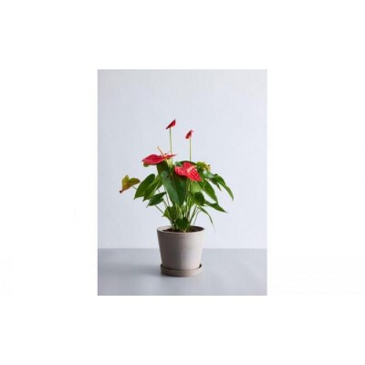 【鉢付き】アンスリウム Sサイズ【鉢:トープ】