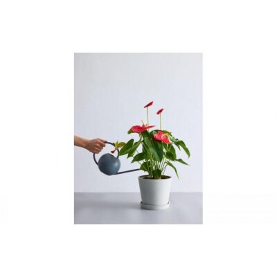 【鉢付き】アンスリウム Sサイズ【鉢:トープ】