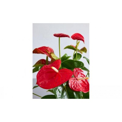 【鉢付き】アンスリウム Sサイズ【鉢:トープ】