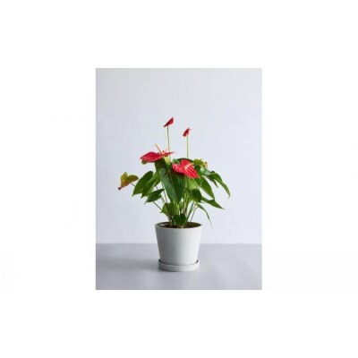 【鉢付き】アンスリウム Sサイズ【鉢:ホワイトグレー】