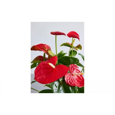 【鉢付き】アンスリウム Sサイズ【鉢:ブルーグレー】