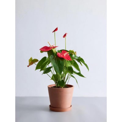 【鉢付き】アンスリウム Sサイズ【鉢:テラコッタ】