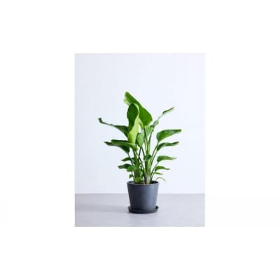 【鉢付き】オーガスタ Lサイズ【鉢:ブラック】