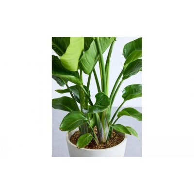 【鉢付き】オーガスタ Lサイズ【鉢:ブラック】