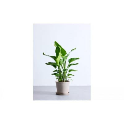 【鉢付き】オーガスタ Lサイズ【鉢:トープ】