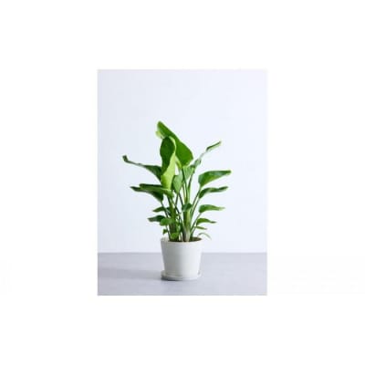 【鉢付き】オーガスタ Lサイズ【鉢:ホワイトグレー】