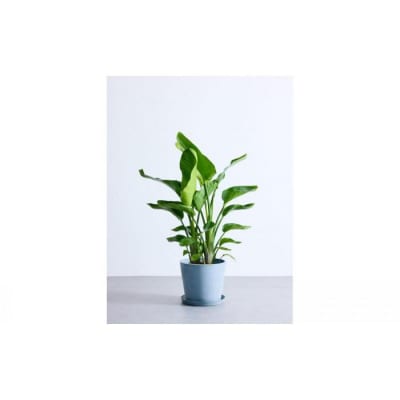 【鉢付き】オーガスタ Lサイズ【鉢:ブルーグレー】