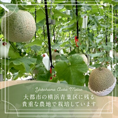 糖度15度以上!横浜青葉メロン1玉(赤肉または青肉)(7月下旬から発送開始)
