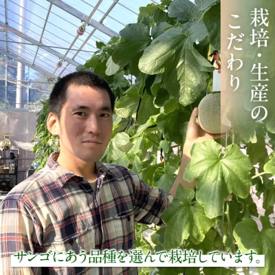 糖度15度以上!横浜青葉メロン1玉(赤肉または青肉)(7月下旬から発送開始)