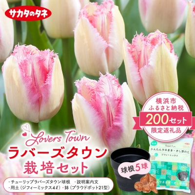 横浜限定チューリップ　ラバーズタウン栽培セット　株式会社サカタのタネ