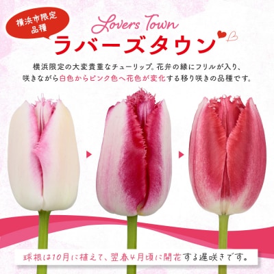 横浜限定チューリップ　ラバーズタウン栽培セット　株式会社サカタのタネ