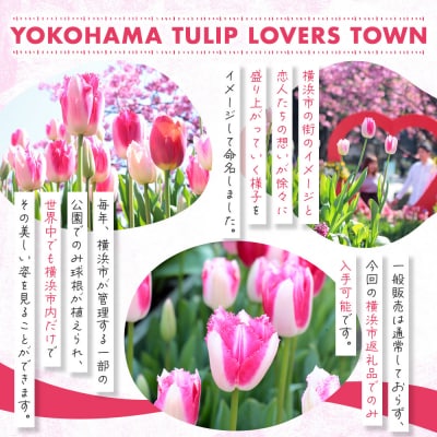横浜限定チューリップ　ラバーズタウン栽培セット　株式会社サカタのタネ