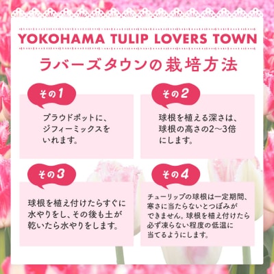 横浜限定チューリップ　ラバーズタウン栽培セット　株式会社サカタのタネ