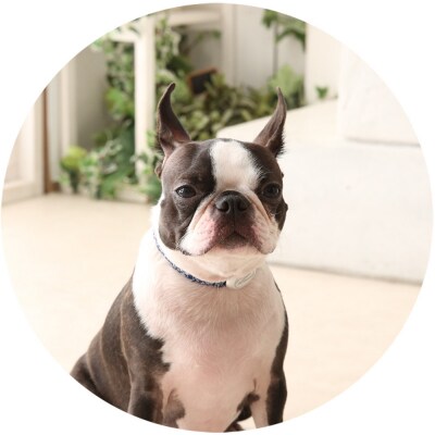 【Size27cm】ザオラル・リカバリーαバンド NV/SI