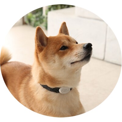 【Size31cm】ザオラル・リカバリーαバンド BK/SI