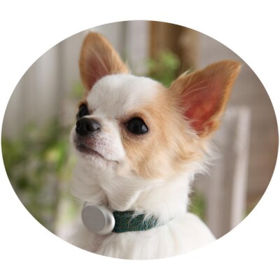 【Size25cm】ザオラル・リカバリーαバンド GR/SI