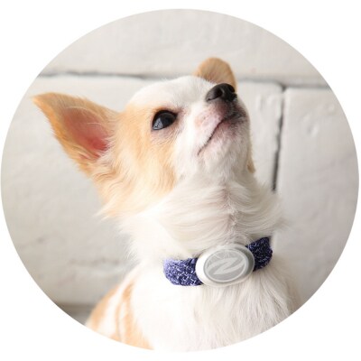 【Size25cm】ザオラル・リカバリーαバンド NV/SI