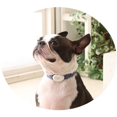 【Size31cm】ザオラル・リカバリーαバンド NV/SI