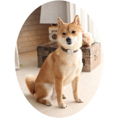 【Size31cm】ザオラル・リカバリーαバンド BR/SI