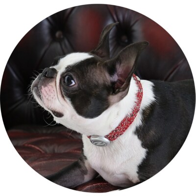 【Size25cm】ザオラル・リカバリーαバンド RD/SI