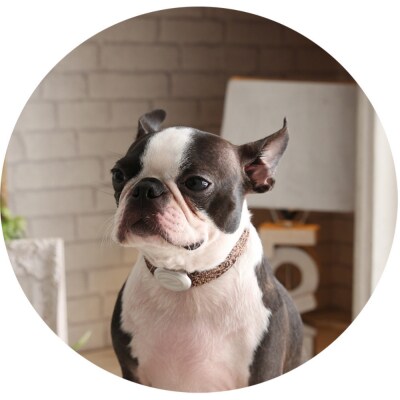 【Size25cm】ザオラル・リカバリーαバンド BR/SI