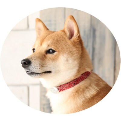 【Size31cm】ザオラル・リカバリーαバンド RD/SI