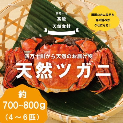 高級天然食材!四万十川の天然ツガニ 約700g～800g(4～6匹) 26